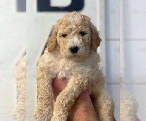 Doberman Pinscher Puppy for sale in SOCIAL CIRCLE, GA, USA