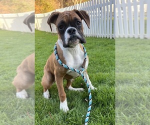 Boxer Puppy for sale in ACUSHNET, MA, USA