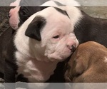 Small Photo #7 American Bully Puppy For Sale in IRMO, SC, USA