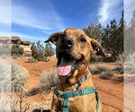 Small Photo #179 Mutt Puppy For Sale in Kanab, UT, USA