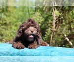 Small #12 ShihPoo