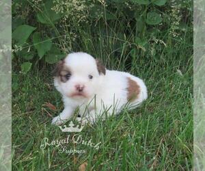 Shiranian Puppy for sale in LE MARS, IA, USA