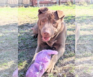 Archie - Male Labrador Retriever-Unknown Mix Dog for Adoption - Photo #2