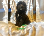 Small Photo #7 Bernedoodle Puppy For Sale in WINTER, WI, USA