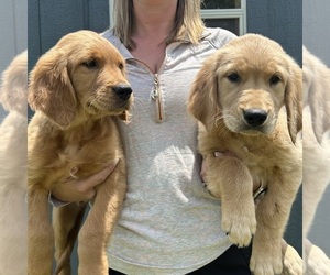 Medium Golden Retriever