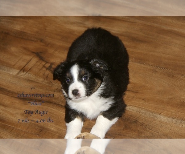 Medium Photo #16 Aussie-Corgi Puppy For Sale in LIND, WA, USA