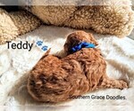 Small Photo #75 Goldendoodle (Miniature) Puppy For Sale in GASTONIA, NC, USA