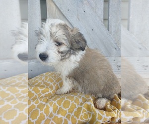 Bichon Frise-Miniature Australian Shepherd Mix Puppy for sale in CANON CITY, CO, USA