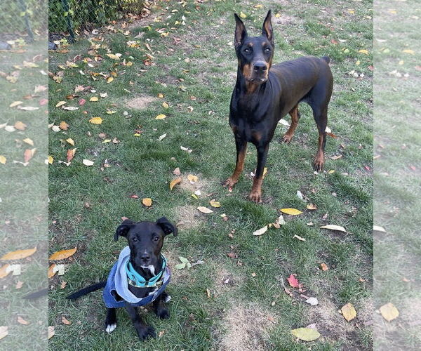 Medium Photo #2 Golden Retriever-Unknown Mix Puppy For Sale in Rochester, NY, USA