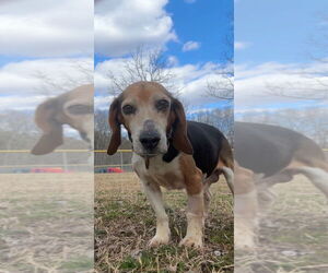 Beagle Dogs for adoption in Glen Allen, VA, USA