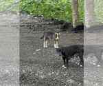 Small #2 Labrador Retriever Mix