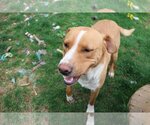 Small Photo #3 Labrador Retriever-Unknown Mix Puppy For Sale in Sebec, ME, USA