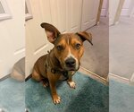 Small #17 American Pit Bull Terrier Mix