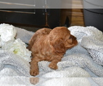 Small #1 Cavapoo