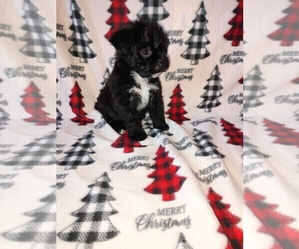 Medium Photo #8 YorkiePoo Puppy For Sale in LAPEER, MI, USA