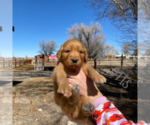 Small Photo #10 Golden Retriever Puppy For Sale in COLORADO SPRINGS, CO, USA