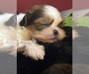 Shih Tzu Puppy for sale in PALM COAST, FL, USA