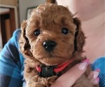 Small #1 Poodle (Miniature)