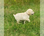 Small #4 Labrador Retriever