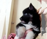Small Photo #8 Pomsky Puppy For Sale in SEBRING, FL, USA