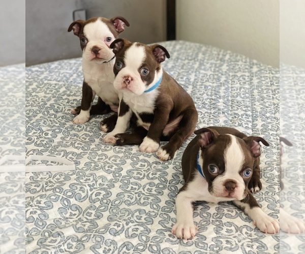Medium Photo #3 Boston Terrier Puppy For Sale in HESPERIA, CA, USA