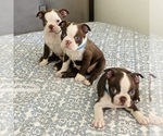 Small #2 Boston Terrier