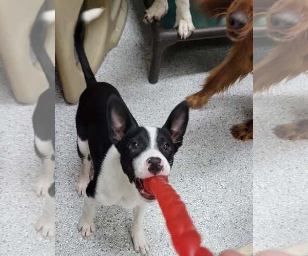 Medium Photo #5 Border Collie Puppy For Sale in Highland, IL, USA