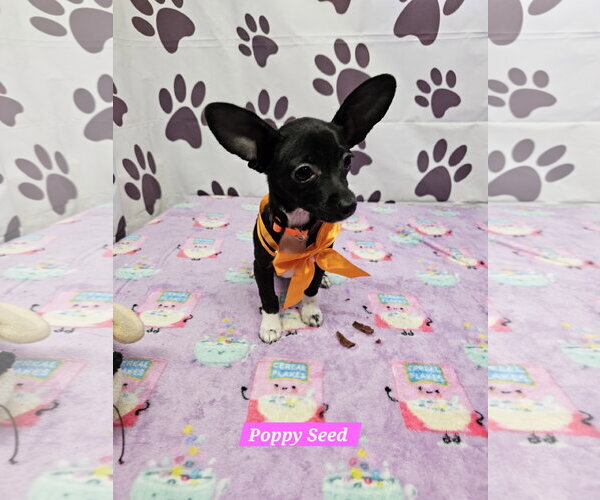 Medium Photo #1 Chiweenie Puppy For Sale in Metairie, LA, USA