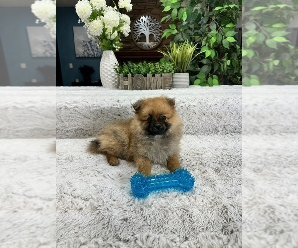 Medium Photo #3 Pomeranian Puppy For Sale in GREENFIELD, IN, USA