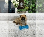 Small Photo #3 Pomeranian Puppy For Sale in GREENFIELD, IN, USA