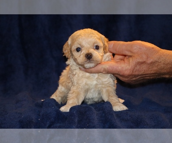 Medium Photo #2 Poodle (Toy) Puppy For Sale in DYERSBURG, TN, USA