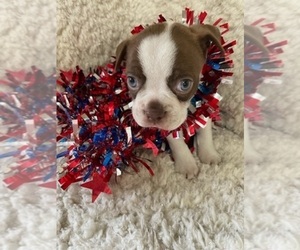 Boston Terrier Puppy for sale in CRKD RVR RNCH, OR, USA