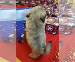 Small Photo #11 Shih Tzu Puppy For Sale in GRIFFIN, GA, USA