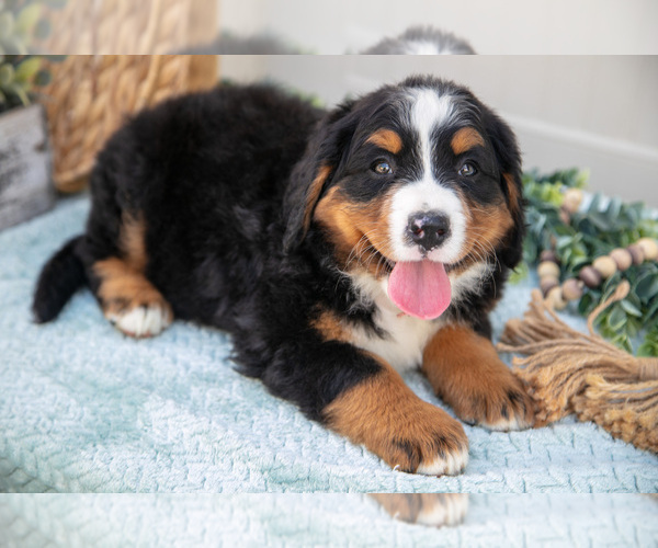 Medium Photo #2 Bernese Mountain Dog Puppy For Sale in BIRD IN HAND, PA, USA