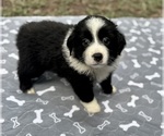 Puppy Girl 3 Australian Shepherd