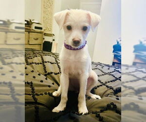 Bichon Frise-Unknown Mix Dogs for adoption in Genesee, WI, USA