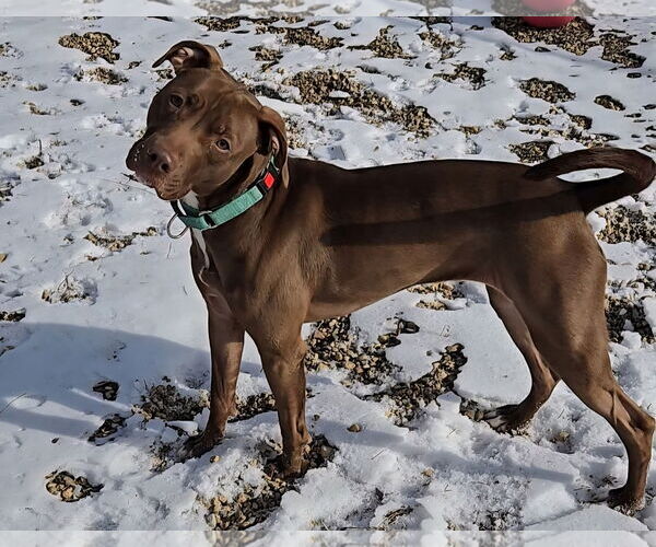 Medium Photo #2 Labrador Retriever-Unknown Mix Puppy For Sale in Estherville, IA, USA
