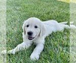 Small Golden Retriever