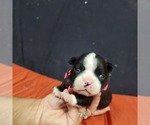 Small Photo #8 Boston Terrier Puppy For Sale in AFTON, WY, USA
