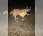 Small Photo #5 Belgian Malinois Puppy For Sale in NEWBERRY, SC, USA