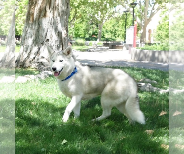 Medium Photo #2 Siberian Husky Puppy For Sale in Cedar Crest, NM, USA