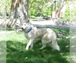Small #1 Siberian Husky
