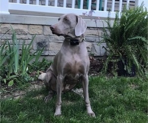 Mother of the Weimaraner puppies born on 06/20/2022