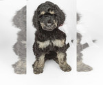 Small Photo #1 Poodle (Standard) Puppy For Sale in CEDAR CITY, UT, USA