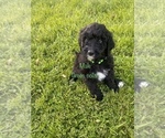 Small Photo #8 Labradoodle Puppy For Sale in CORYDON, IN, USA