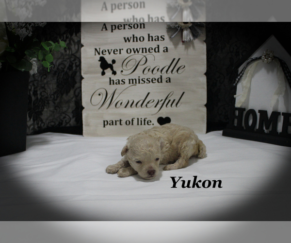 Medium Photo #4 Poodle (Toy) Puppy For Sale in CHANUTE, KS, USA