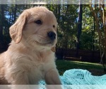 Small Photo #11 Golden Retriever Puppy For Sale in BUTNER, NC, USA