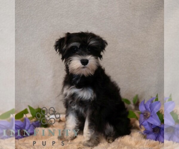 Medium Photo #1 Schnauzer (Miniature) Puppy For Sale in MIFFLINBURG, PA, USA