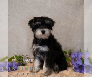 Schnauzer (Miniature) Puppy for sale in MIFFLINBURG, PA, USA