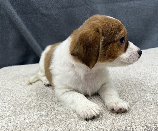 Medium Photo #12 Chiweenie Puppy For Sale in SAINT AUGUSTINE, FL, USA